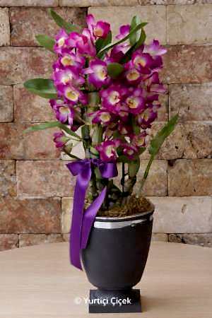 Dendrobium Kokulu Orkide 3