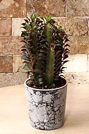 Euphorbia Rubra Kaktüs 1