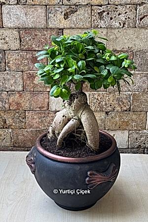 Bonsai Serisi 10