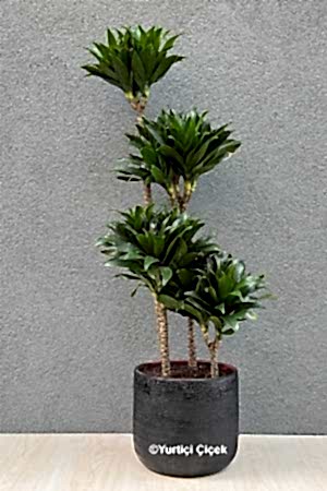 Kompakt Dracena 1