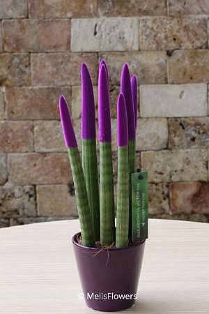 Sansevieria Serisi Mor