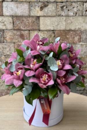 Cymbidium Serisi 1