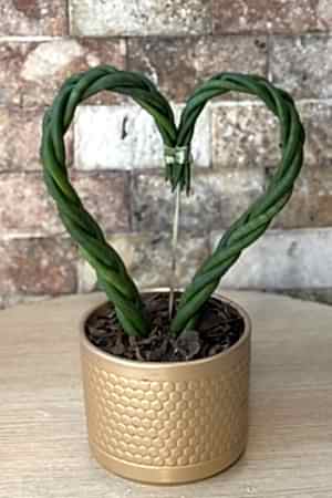 Kalp Sansevieria