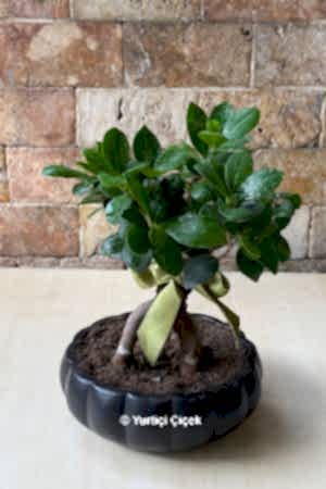 Bonsai Ağacı 1