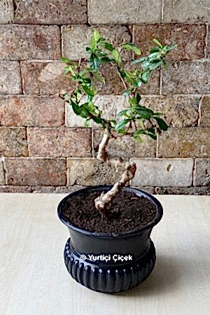 Bonsai Ağacı 2