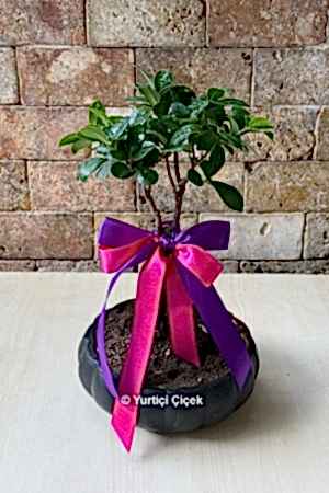 Bonsai Ağacı 6