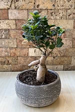 Bonsai Ağacı 3